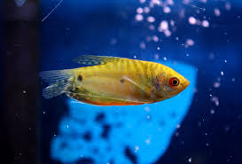Gold Gourami